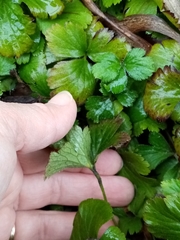 Waldsteinia