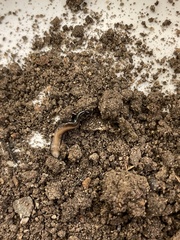 Microplana terrestris