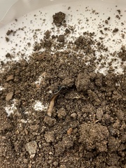 Microplana terrestris