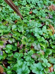 Waldsteinia