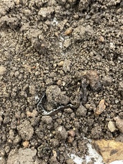 Microplana terrestris