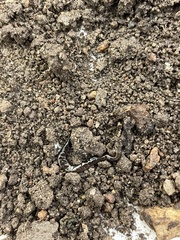 Microplana terrestris