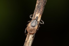 Ixodes frontalis