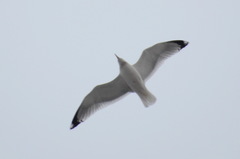 Larus argentatus