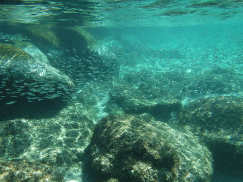 Herring (Lile stolifera) — Clupeidae
