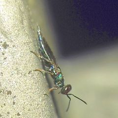 Calosotinae