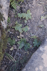 Pelargonium articulatum