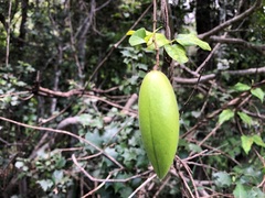 Parsonsia leichhardtii