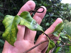 Parsonsia leichhardtii