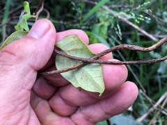 Parsonsia leichhardtii