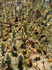 Myriophyllum quitense