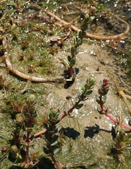 Myriophyllum quitense
