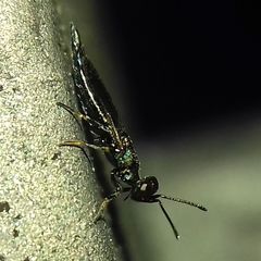 Calosotinae