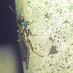 Calosotinae