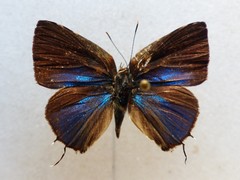 Tmolus mutina
