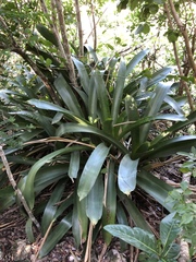 Wittmackia antillana