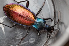 Carabus hispanus