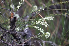 Acacia hastulata