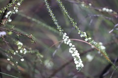 Acacia hastulata