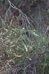 Acacia hastulata