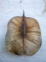 Cavanillesia platanifolia