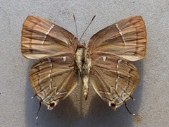 Tmolus mutina