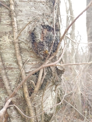 Neonectria ditissima