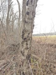 Neonectria ditissima