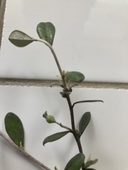 Corokia cotoneaster