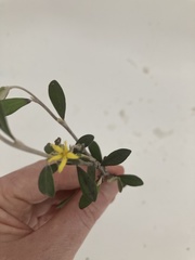 Corokia cotoneaster