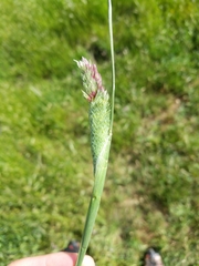 Phalaris paradoxa