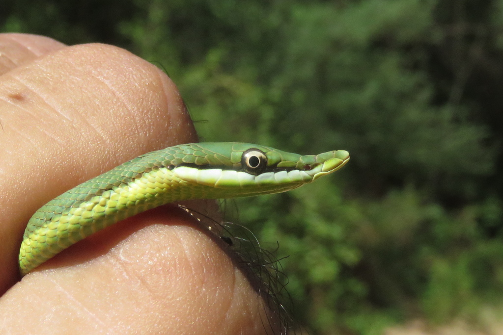 Lichtenstein's Green Racer (Philodryas olfersii) · iNaturalist