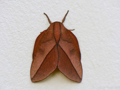 Adeloneivaia catoxantha