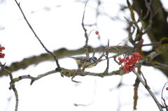 Cyanistes caeruleus