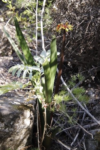 Image of Clivia mirabilis by (c) Tony Rebelo, some rights reserved (CC BY-SA)