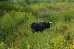 Bos taurus