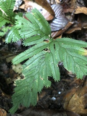 Selaginella pedata