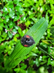 Cyrtonota deliciosa