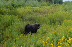 Bos taurus