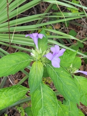 Barleria cristata