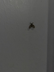 Clogmia albipunctata