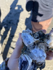 Crassostrea corteziensis