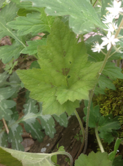 Tiarella