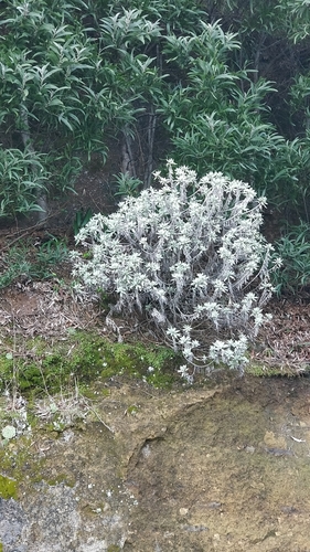 Helichrysum melaleucum image
