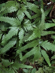 Selaginella pedata