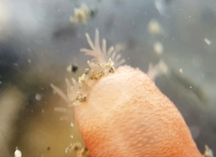 Taeniogyrus dunedinensis