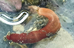 Taeniogyrus dunedinensis