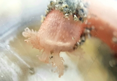 Taeniogyrus dunedinensis