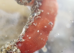 Taeniogyrus dunedinensis