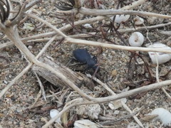 Tentyria mucronata
